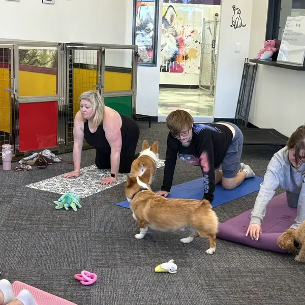 Puppy yoga fun at K9 Rox Club